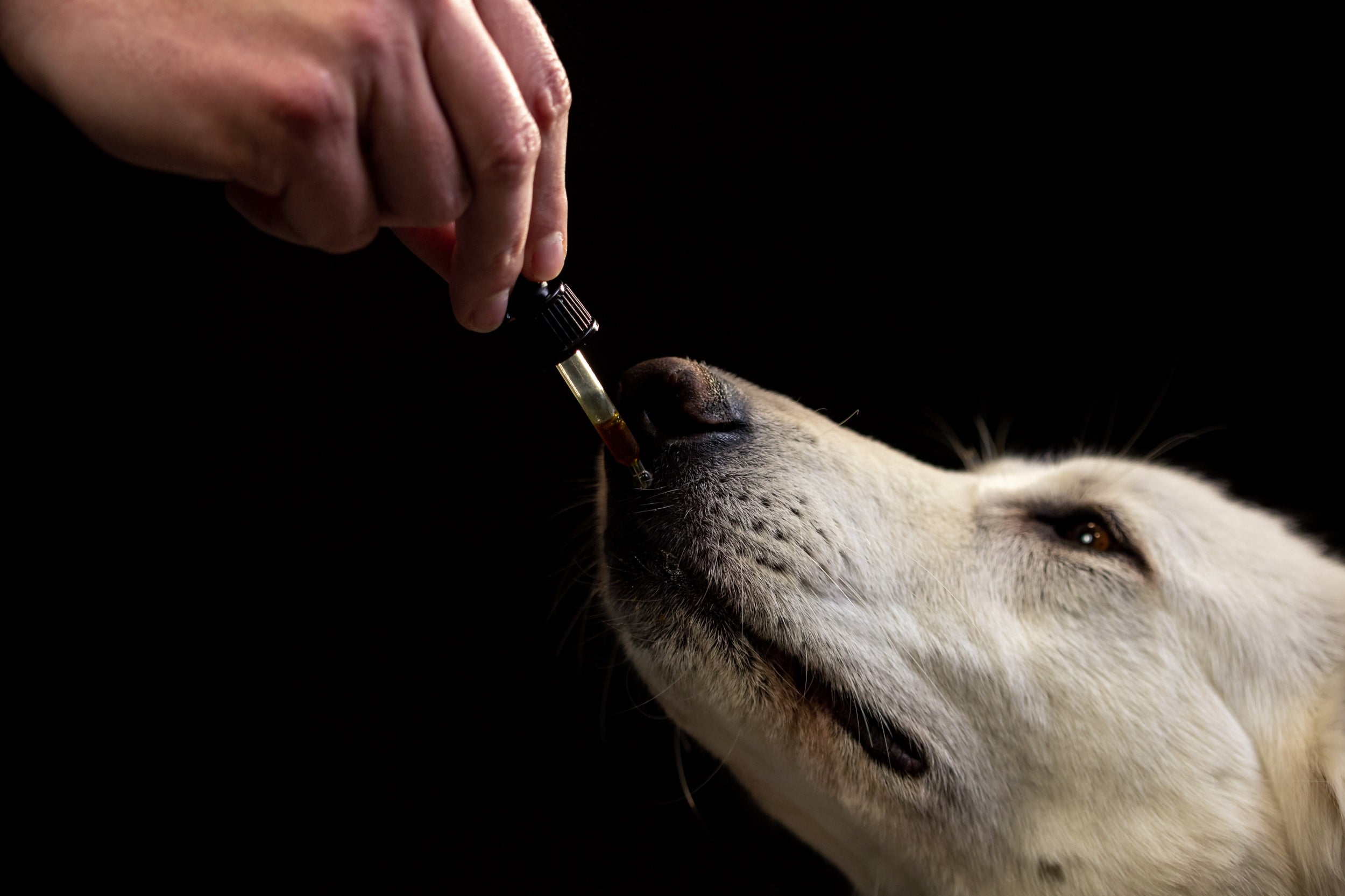 cbd for dogs, cbd for cats